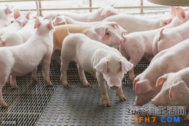 要想养好猪减少猪病的发生，养猪户应该怎样做